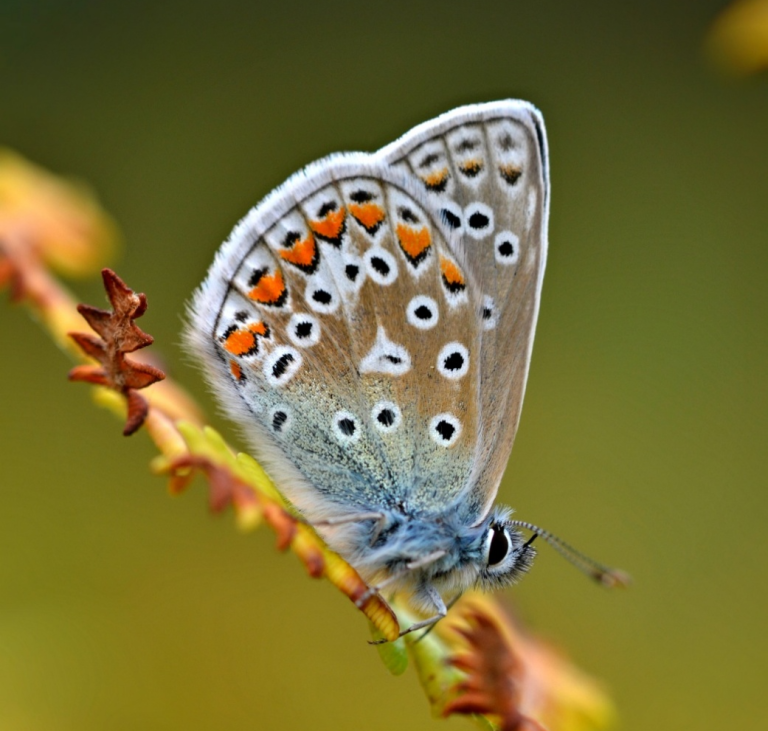 Cheshire records 40,121 butterflies and moths during the UK’s hottest summer