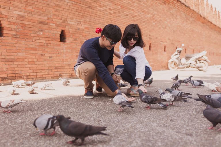 Why London’s Pigeon Population Is Now Being Studied by MIT